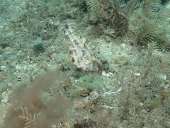 Monacanthus ciliatus