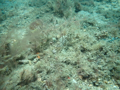 Monacanthus ciliatus