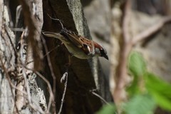 Passer domesticus