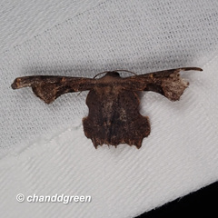 Monobolodes prunaria