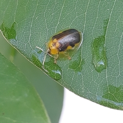 Eurypepla brevilineata