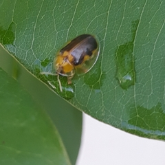 Eurypepla brevilineata