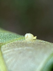 Caryomyia eumaris