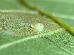 Caryomyia eumaris