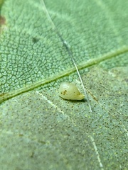 Caryomyia eumaris