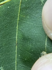 Caryomyia eumaris