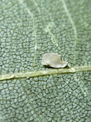 Caryomyia eumaris