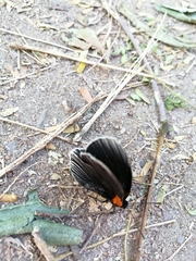 Hades noctula