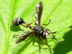 Physocephala furcillata