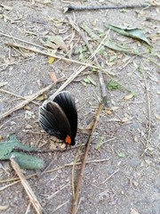 Hades noctula