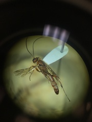 Rubicundiella