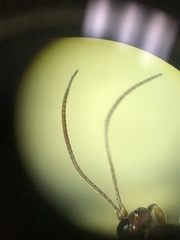 Rubicundiella