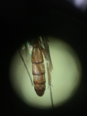 Rubicundiella