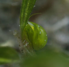 Smaragdia viridis image
