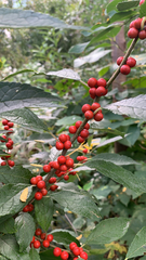 Ilex verticillata