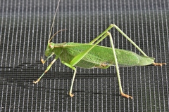 Tettigoniidae