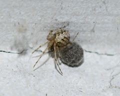 Theridion