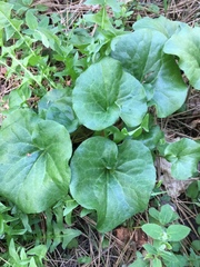 Asarum