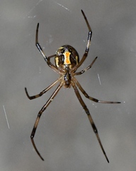 Latrodectus hesperus