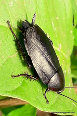 Blattodea