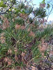 Senecio barbertonicus