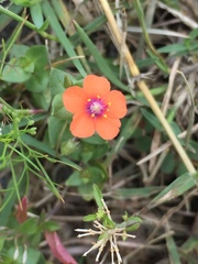 Lysimachia arvensis