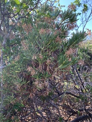 Senecio barbertonicus