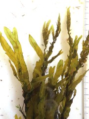 Dictyopteris polypodioides