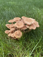 Desarmillaria caespitosa