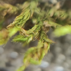 Sciuro-hypnum populeum