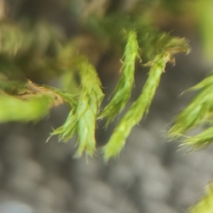 Sciuro-hypnum populeum