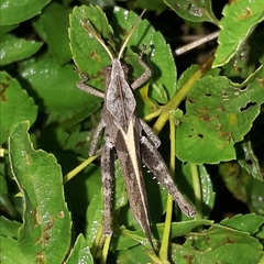 Xyleus discoideus discoideus