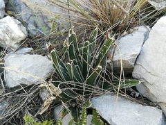 Agave victoriae-reginae