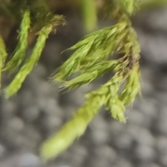 Sciuro-hypnum populeum