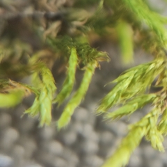 Sciuro-hypnum populeum