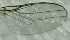 Siphunculina breviseta