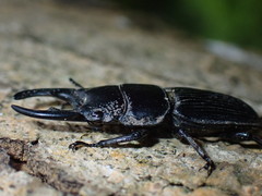 Aegus chelifer