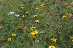 Tagetes lunulata