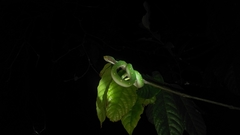 Tropidolaemus wagleri