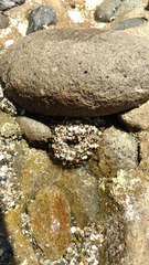 Anthopleura elegantissima