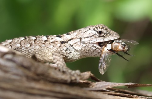 Texas Spiny Lizard, Hays County, TX, USA, photo 9 of 10