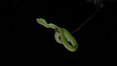 Tropidolaemus wagleri