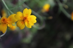 Tagetes lunulata