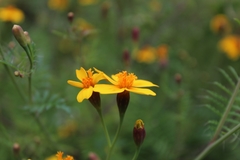 Tagetes lunulata