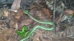 Tropidolaemus wagleri