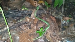 Tropidolaemus wagleri