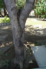 Terminalia kaernbachii