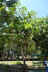 Terminalia kaernbachii