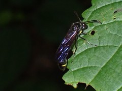 Eustenogaster nigra