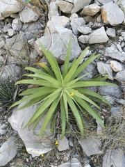Agave bracteosa